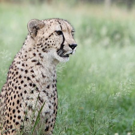 Emdoneni Lodge With Zululand Cat Conservation Project ฮลูฮลูเว ภายนอก รูปภาพ