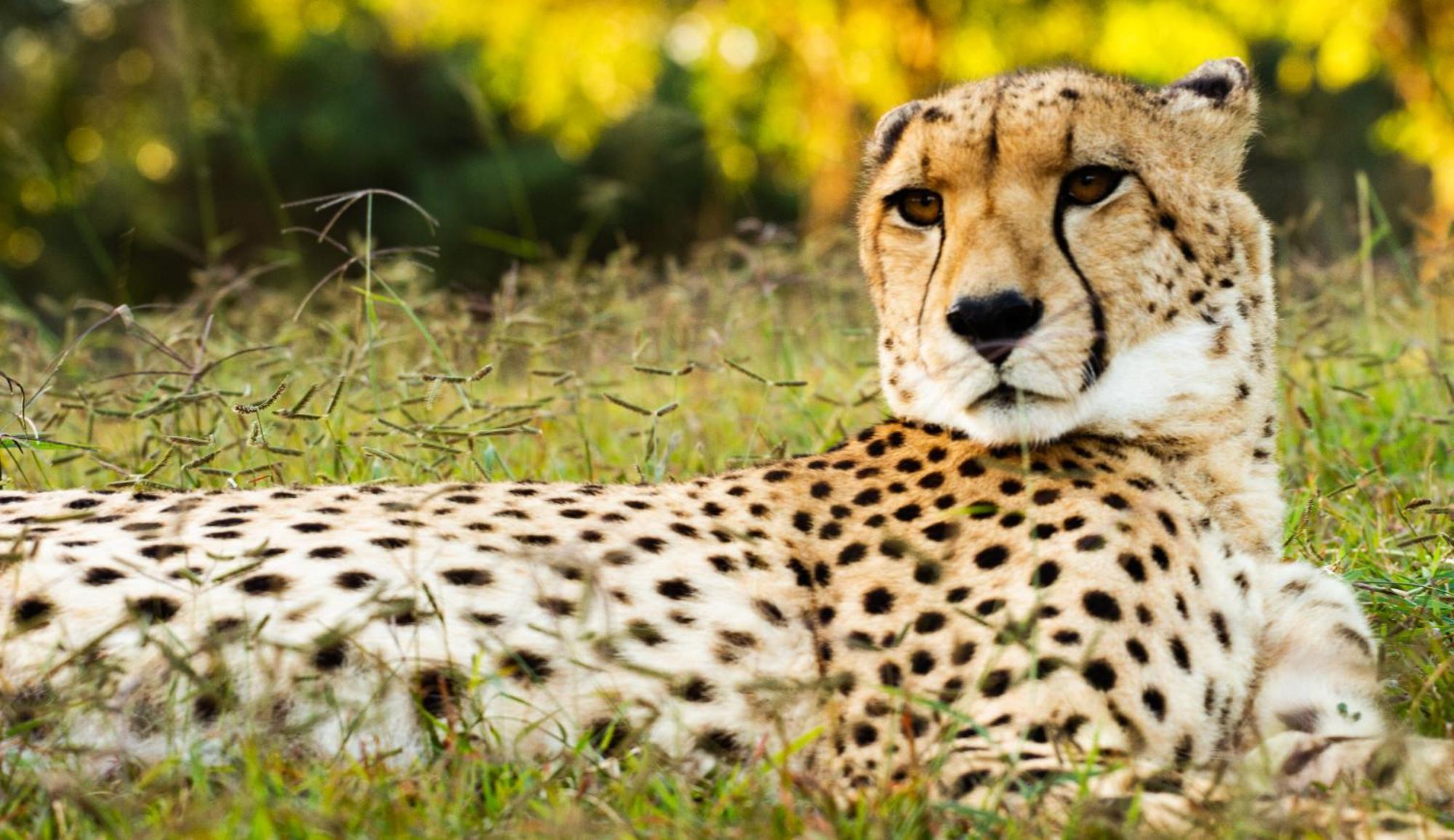 Emdoneni Lodge With Zululand Cat Conservation Project ฮลูฮลูเว ภายนอก รูปภาพ