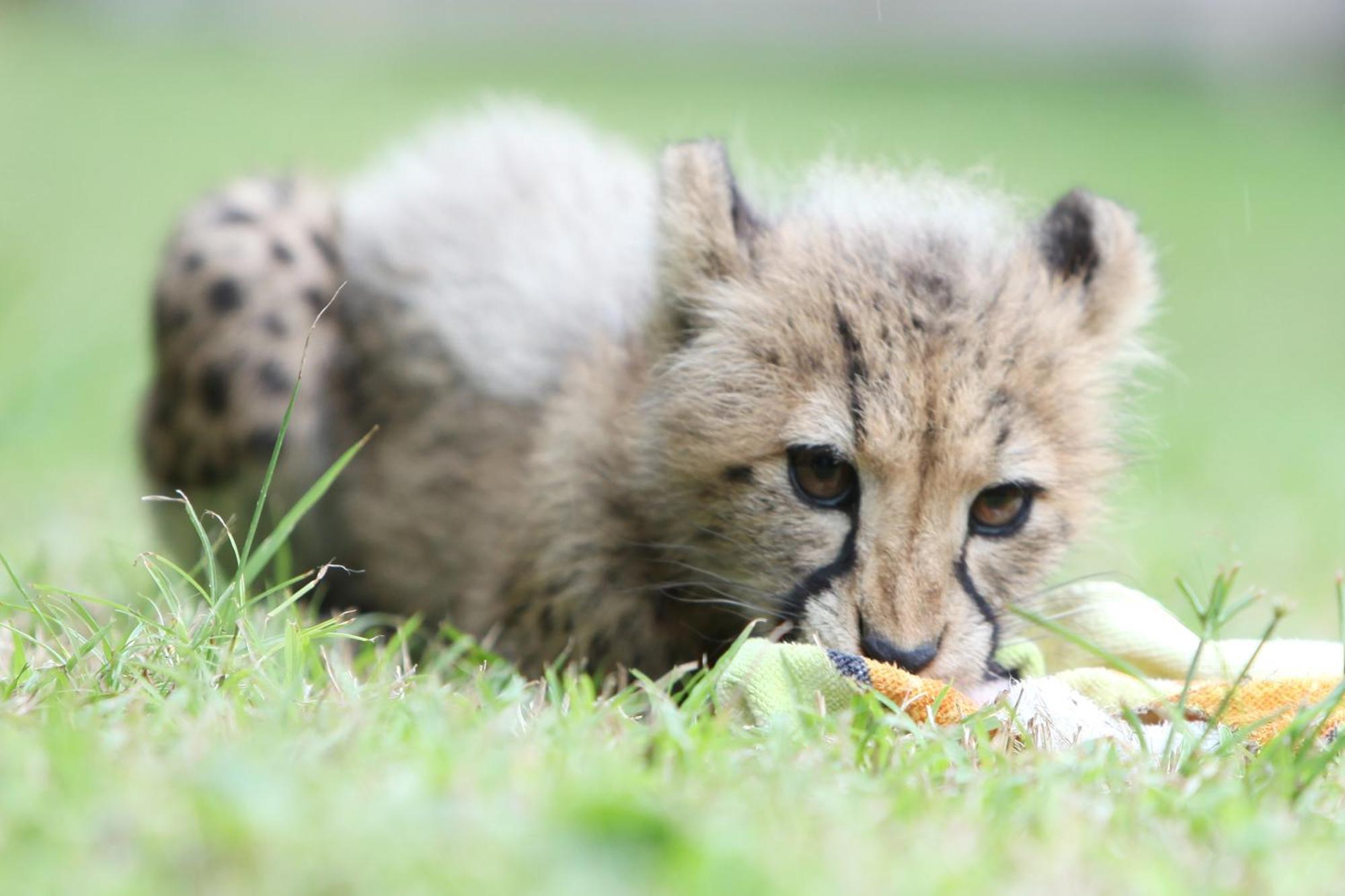 Emdoneni Lodge With Zululand Cat Conservation Project ฮลูฮลูเว ภายนอก รูปภาพ