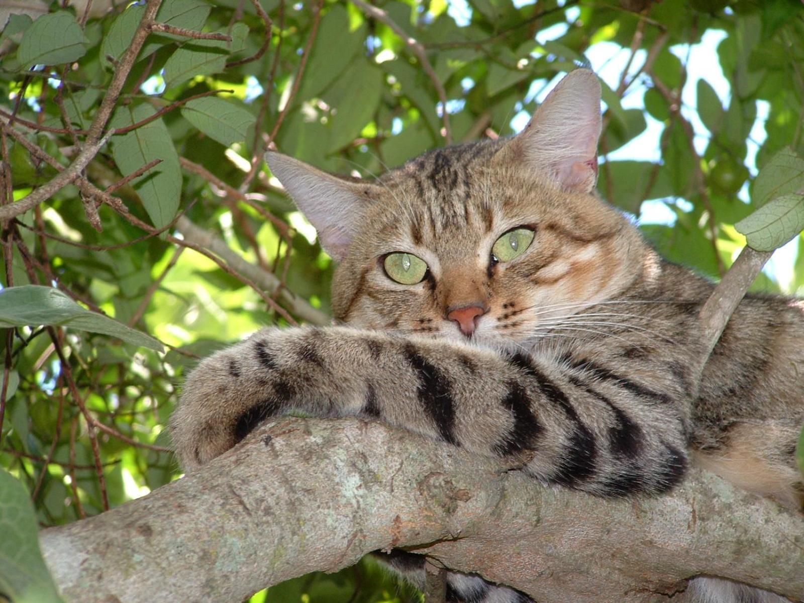 Emdoneni Lodge With Zululand Cat Conservation Project ฮลูฮลูเว ภายนอก รูปภาพ