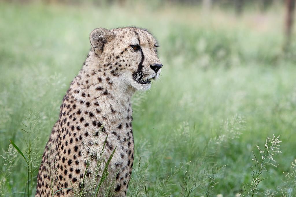 Emdoneni Lodge With Zululand Cat Conservation Project ฮลูฮลูเว ภายนอก รูปภาพ